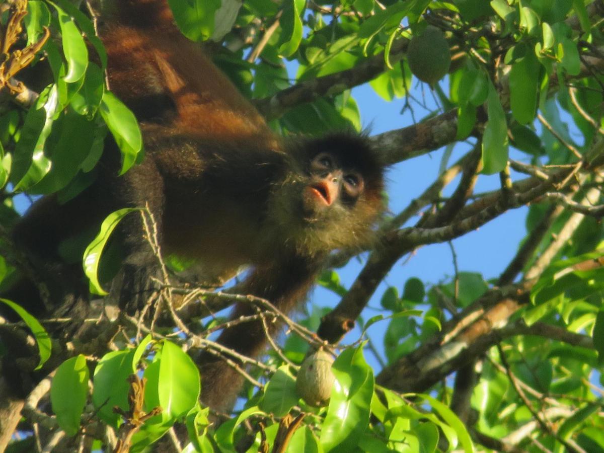 Cabanas Bajo Bosque Drake Drake Bay Ngoại thất bức ảnh