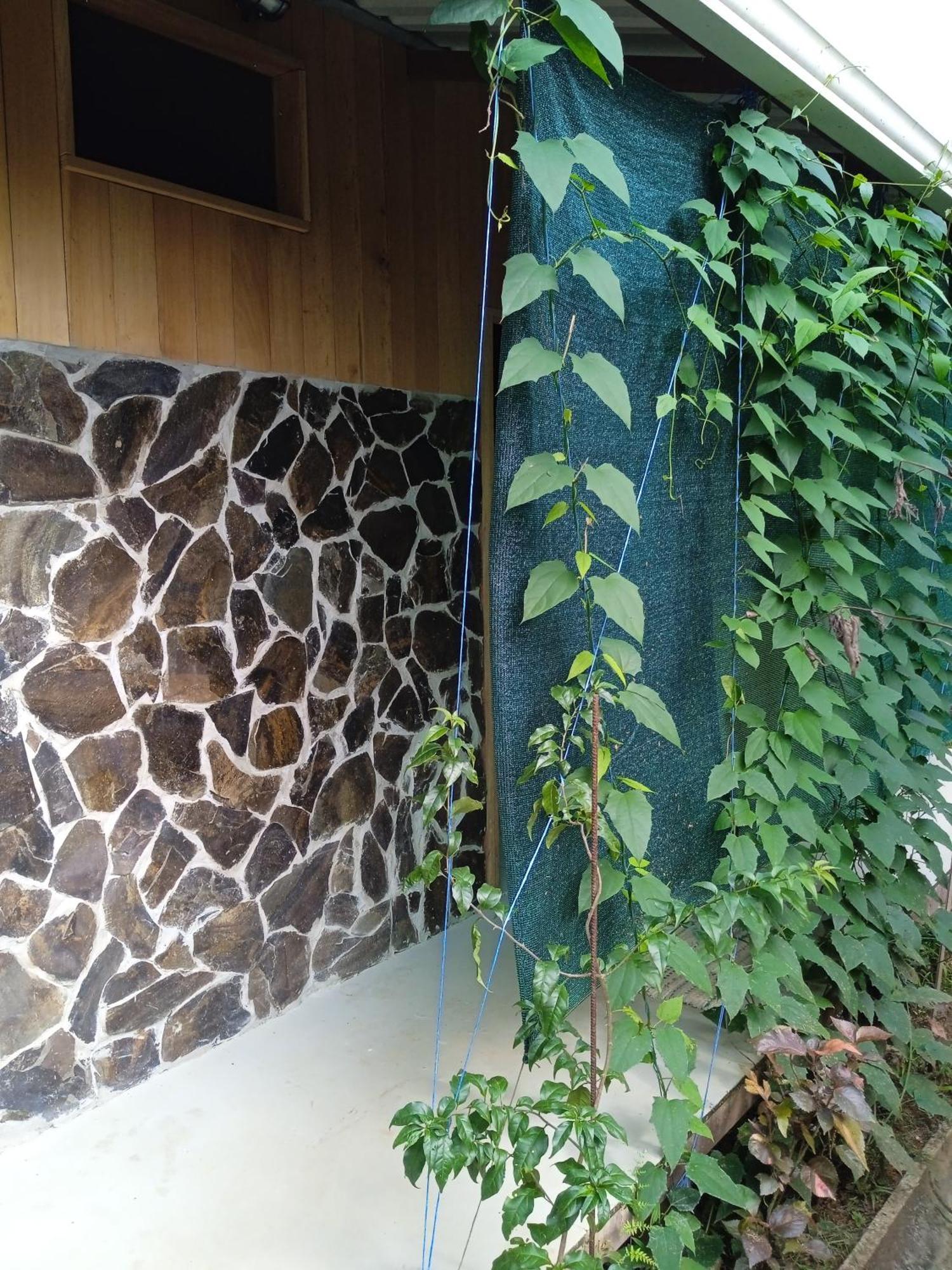 Cabanas Bajo Bosque Drake Drake Bay Ngoại thất bức ảnh