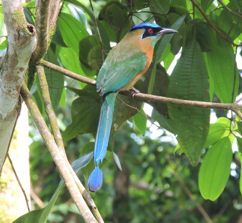 Cabanas Bajo Bosque Drake Drake Bay Ngoại thất bức ảnh