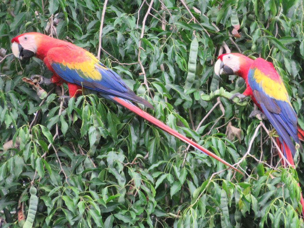 Cabanas Bajo Bosque Drake Drake Bay Ngoại thất bức ảnh