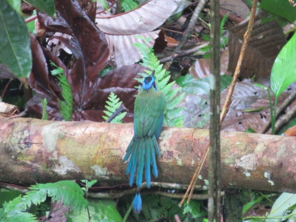 Cabanas Bajo Bosque Drake Drake Bay Ngoại thất bức ảnh